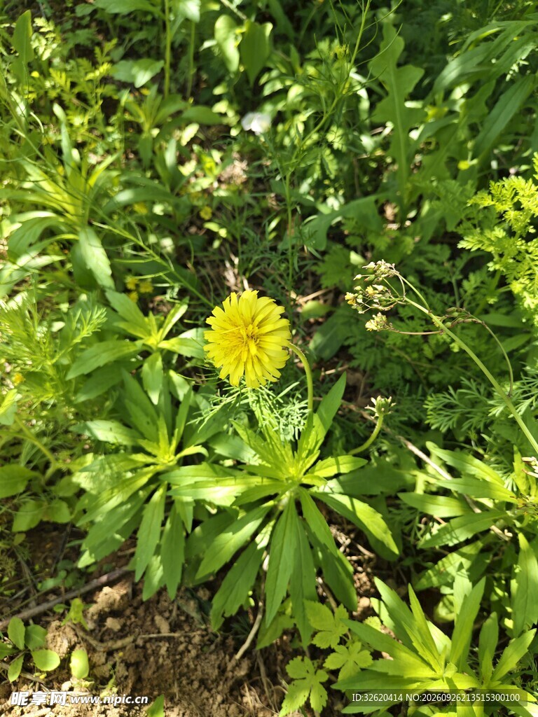 草丛中的黄色小花