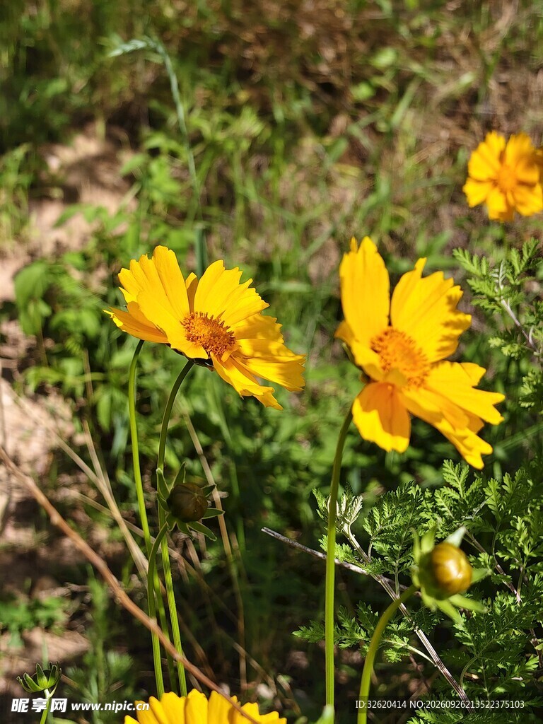 金鸡菊