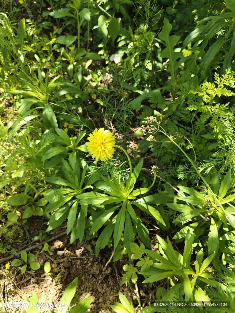 绿植丛中黄色小花