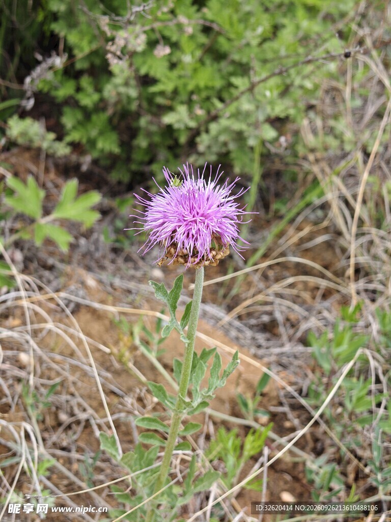 山野间的紫色蓟花