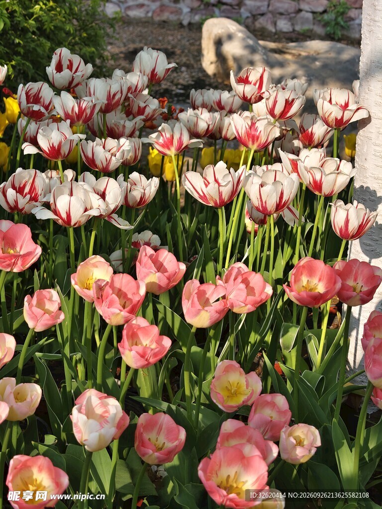 盛放的郁金香花丛