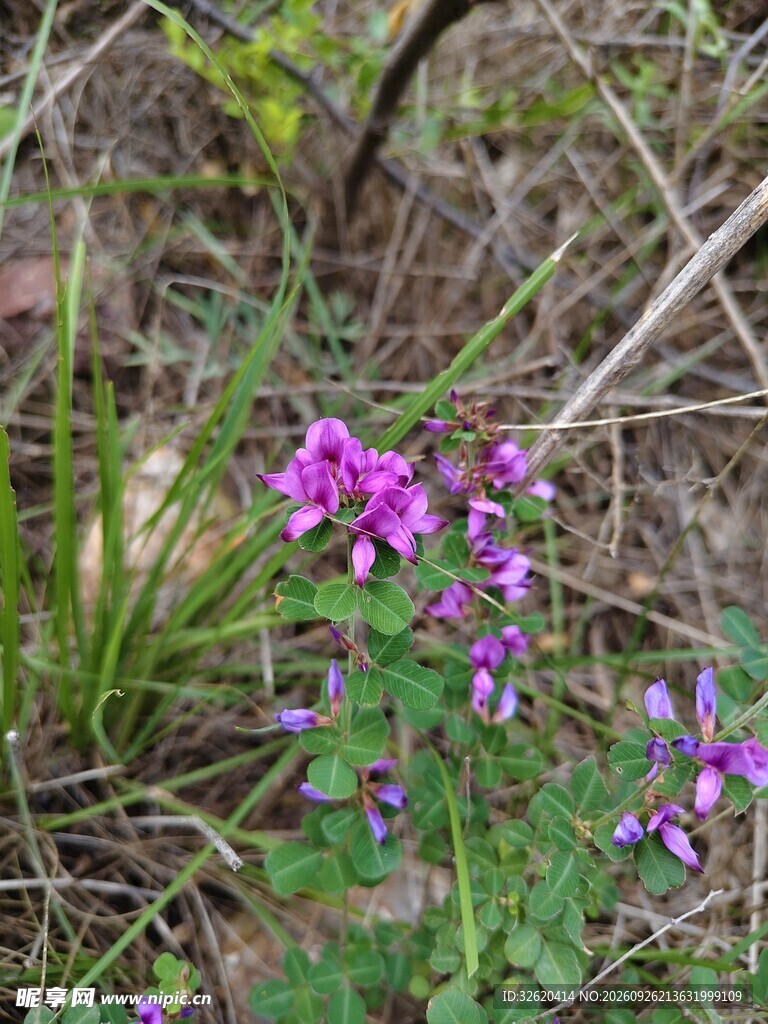 郊野紫色小野花