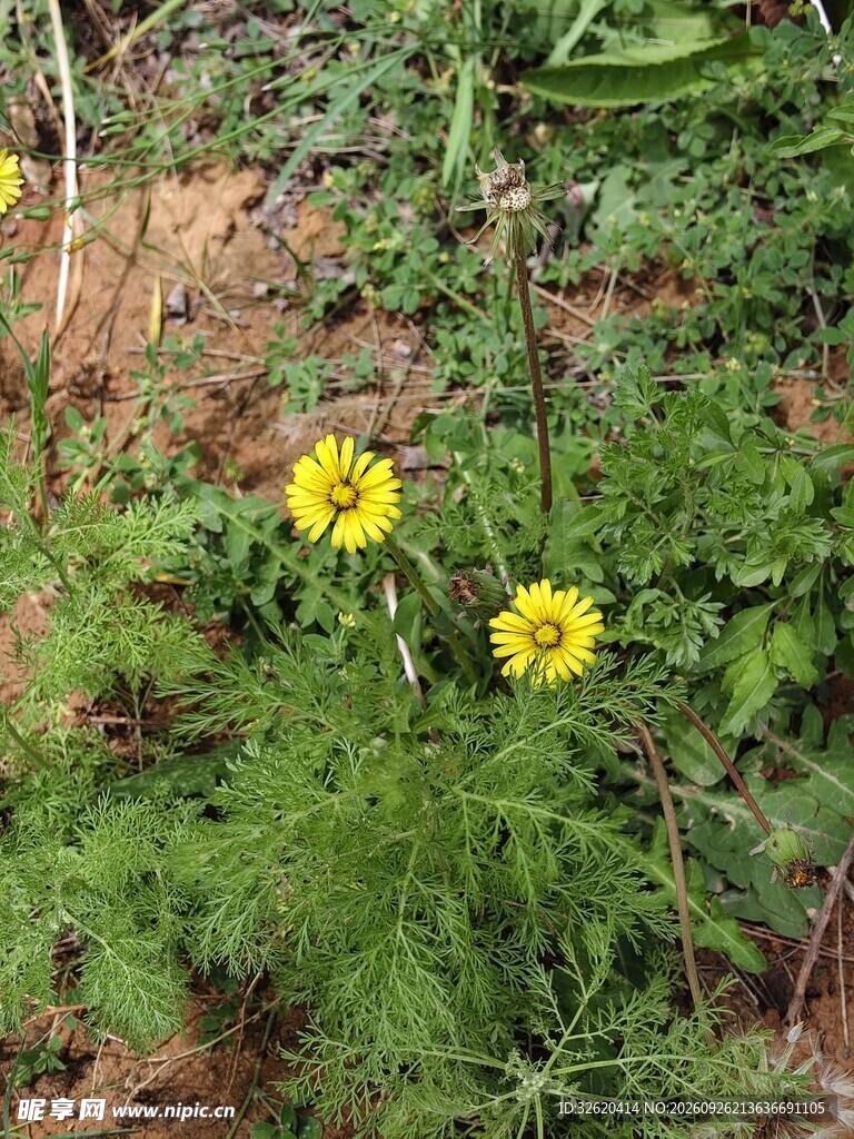 草丛中的黄色小野花