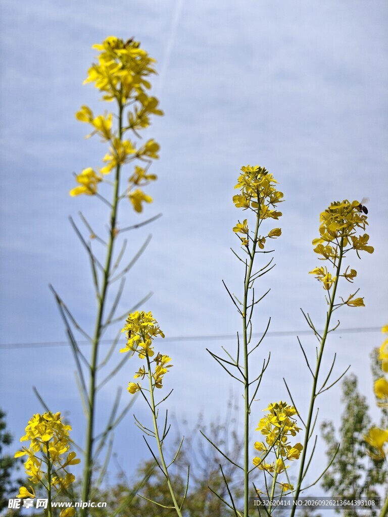 油菜花