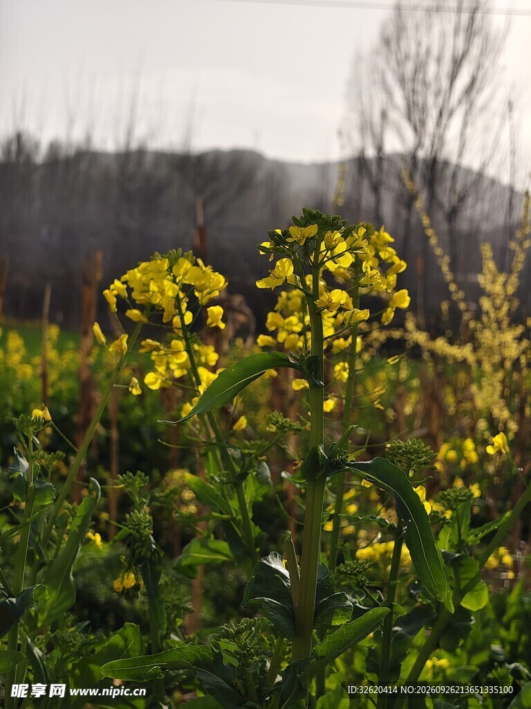 油菜花