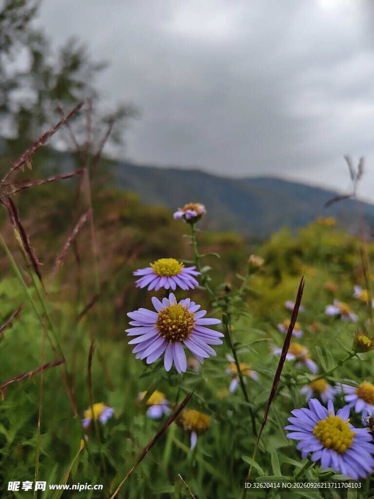 山野紫花清新景致