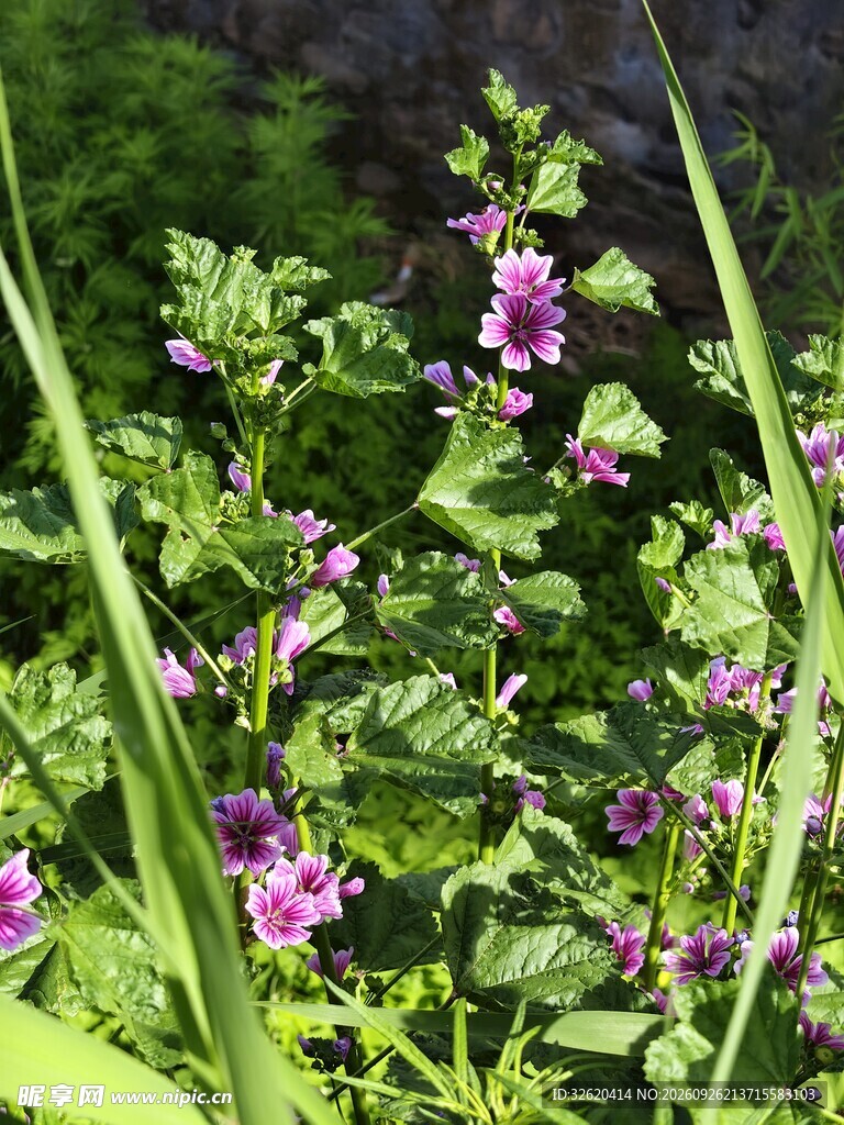 郊野野生紫花锦葵