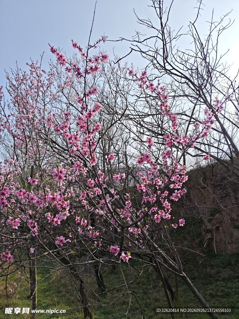春日桃花盛放