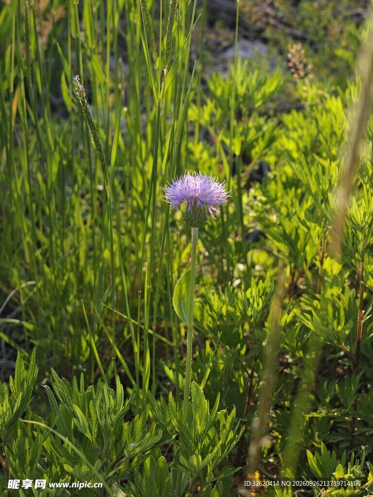 草丛里的紫色小花