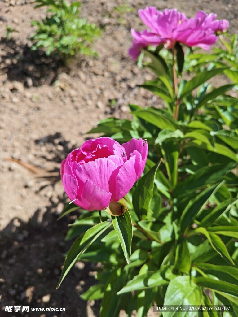 芍药花