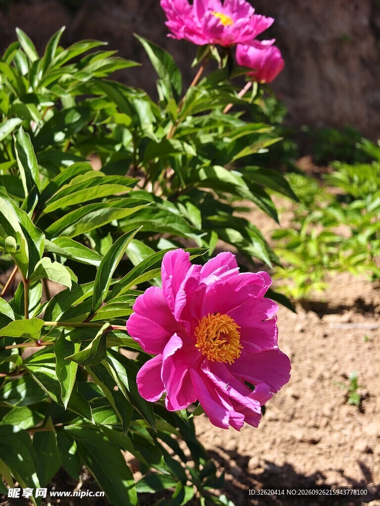 阳光下的玫红芍药花