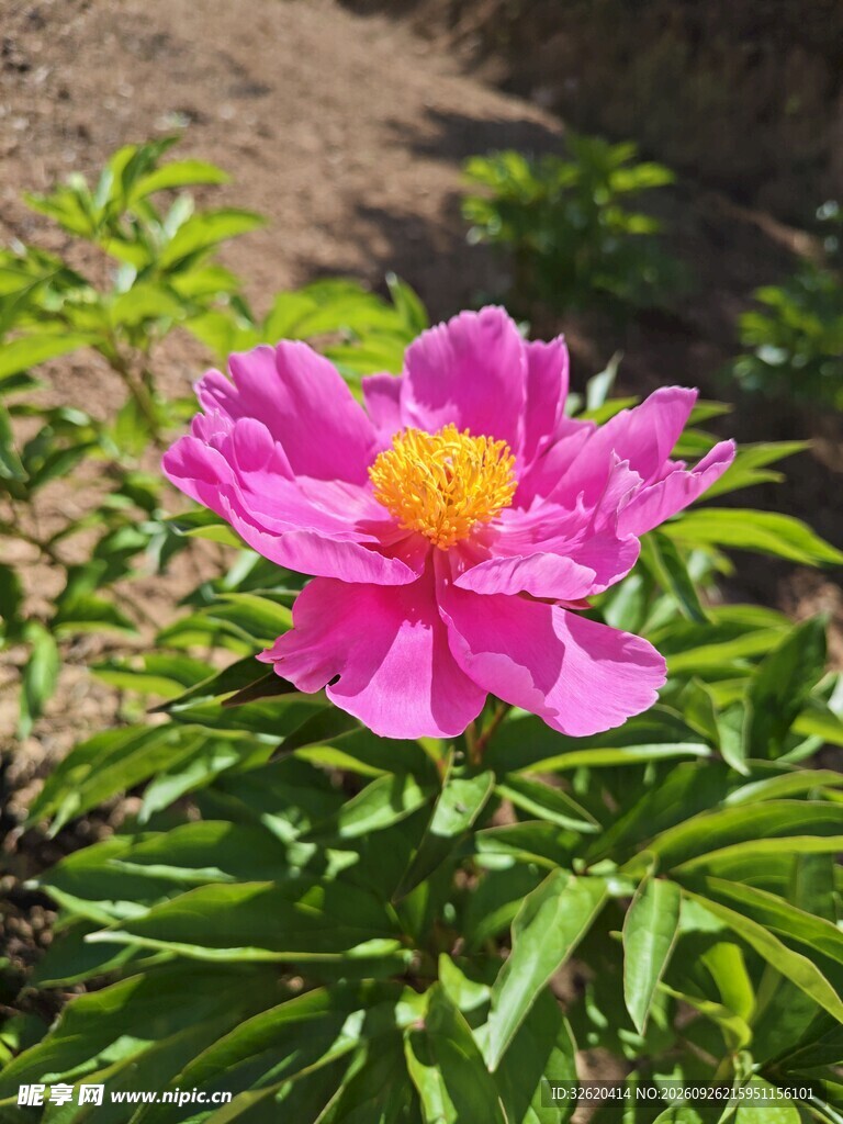 阳光下的粉色芍药花