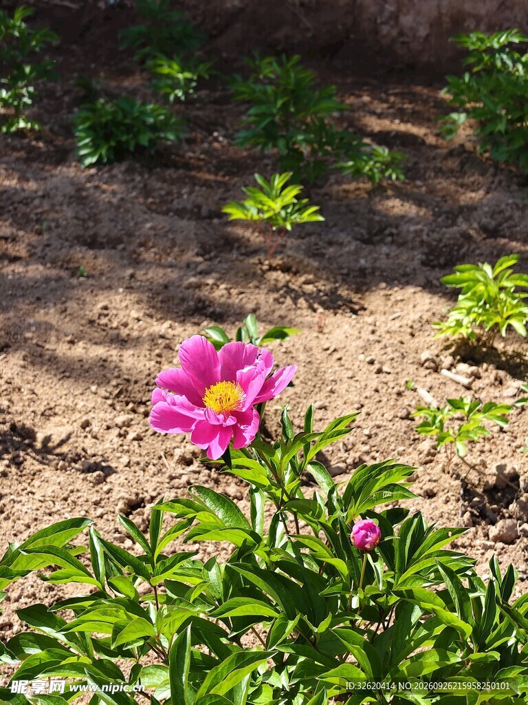 阳光下的粉色芍药