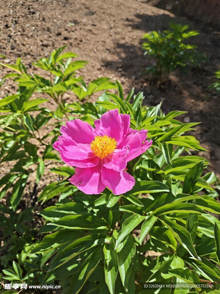 芍药