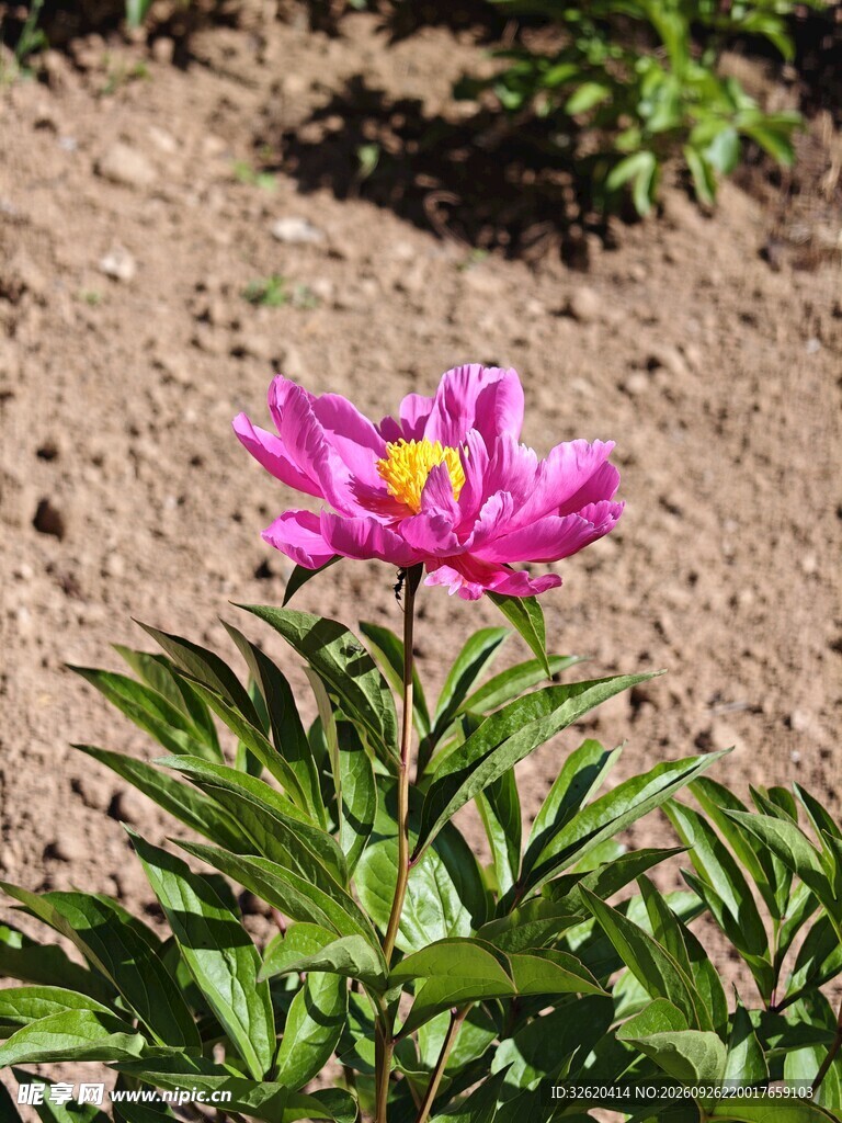 绽放的紫红色芍药花