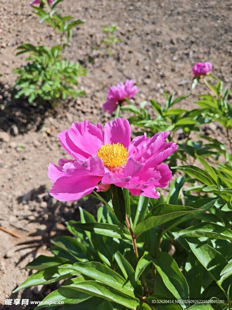 芍药