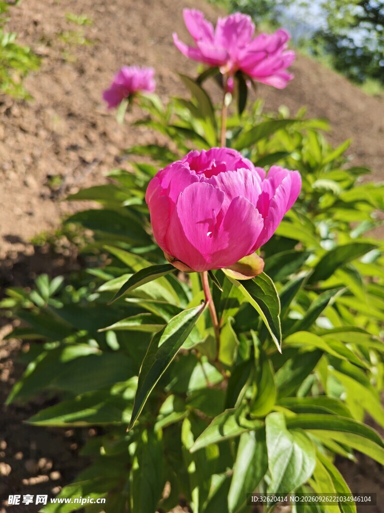 阳光下的粉色芍药花