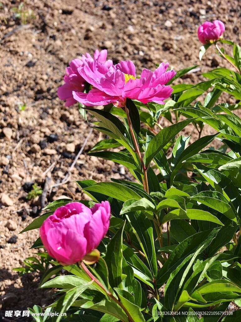 阳光下的粉色芍药花