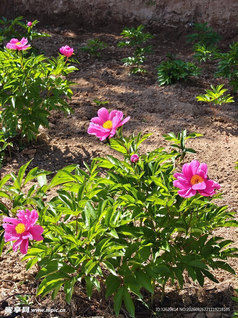 盛开的粉色芍药