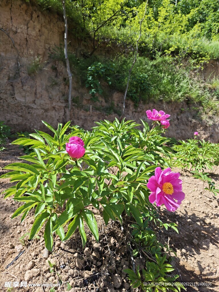 盛开的芍药花