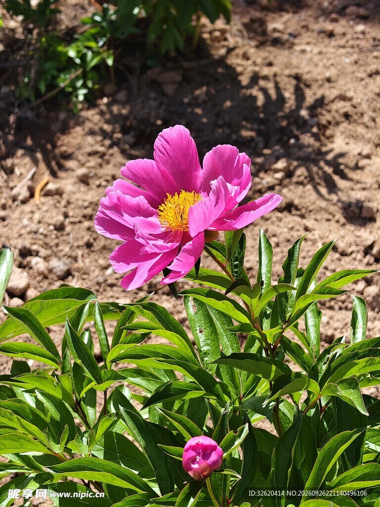 阳光下的粉色芍药花