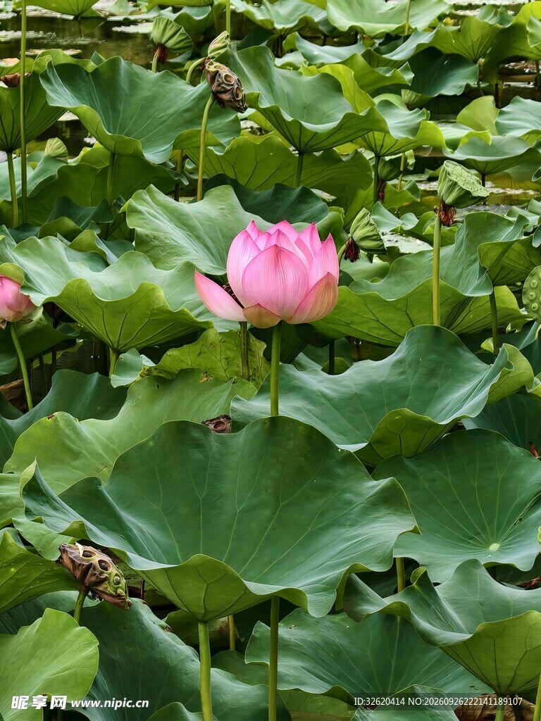 夏日荷塘粉色荷花