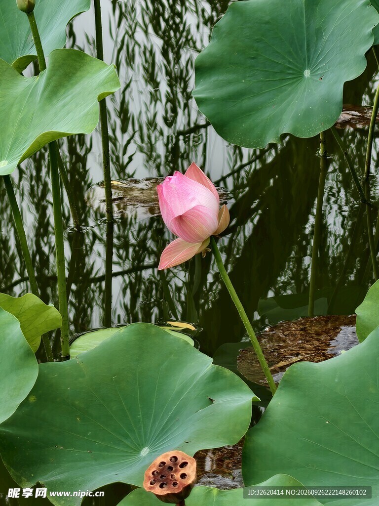 夏日荷塘粉荷景致
