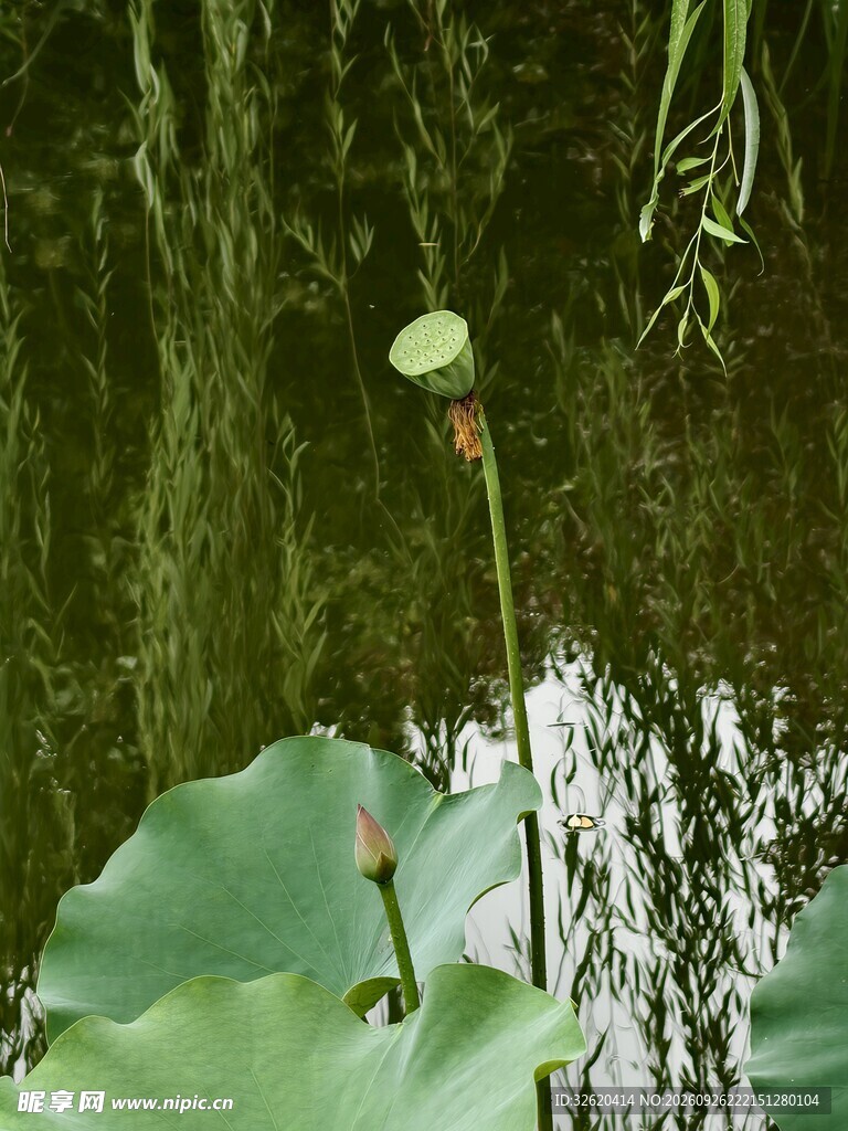 夏日荷塘小景