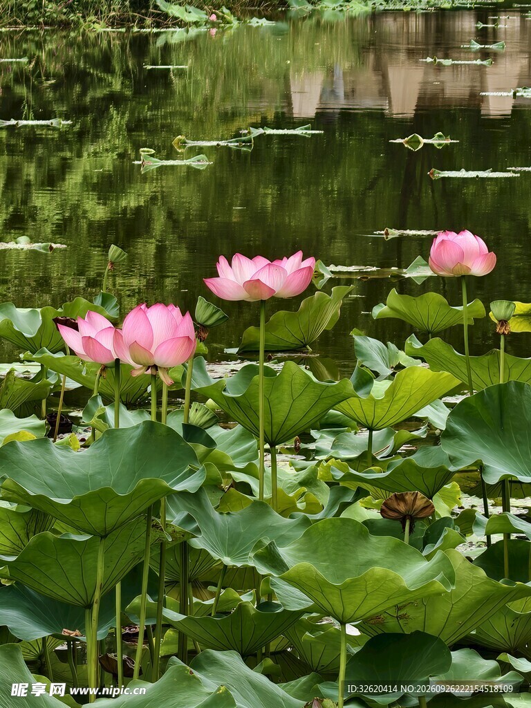 夏日荷塘荷花盛放