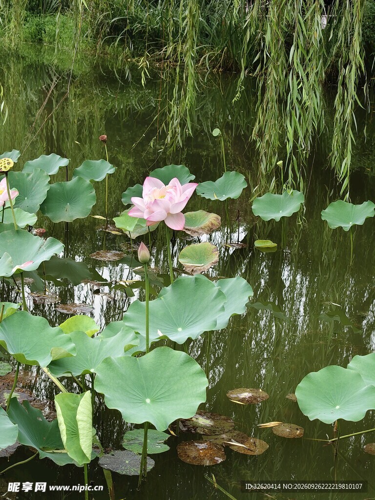 夏日荷塘风光