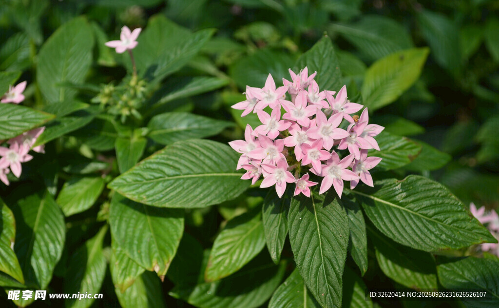 粉色繁星花