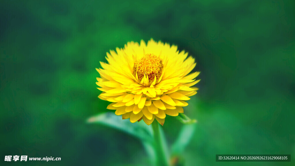 黄色蜡菊
