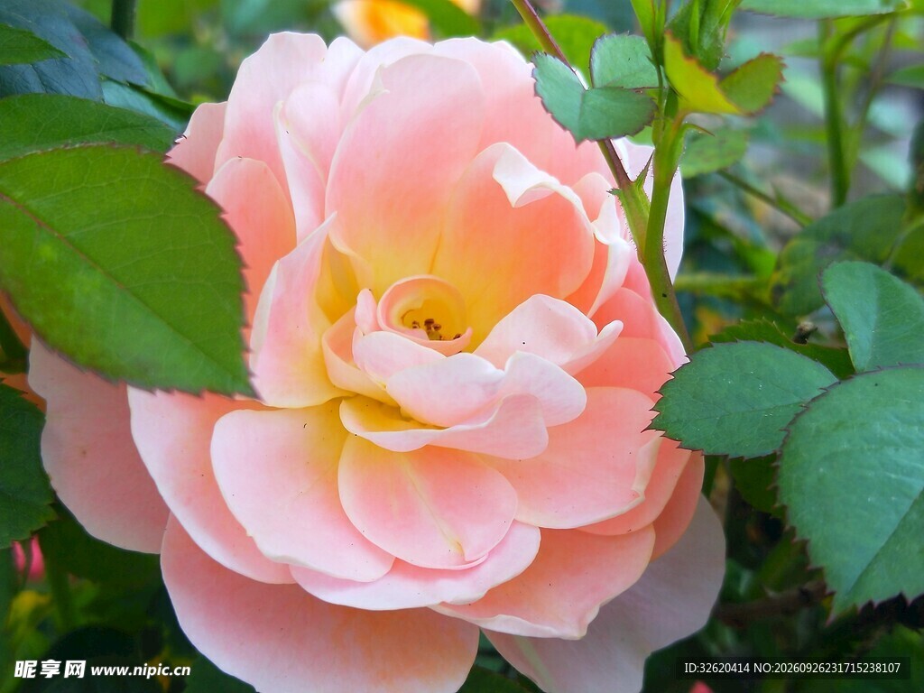 浅粉柔美月季花