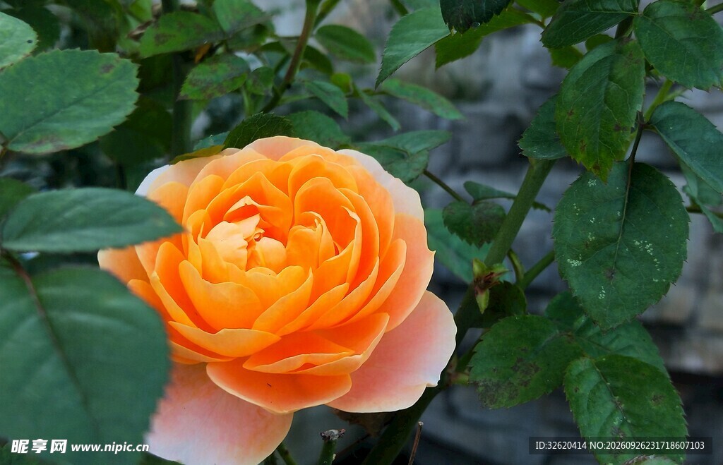 橙色半开月季花