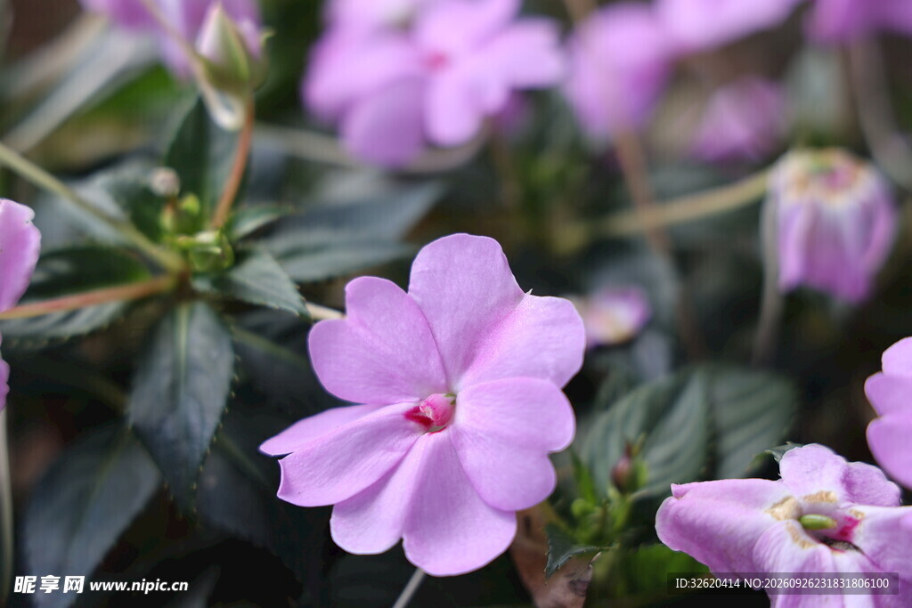 淡紫色小花清新