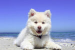 海滩上的白色萌犬