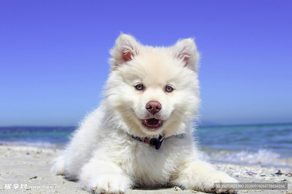 海滩上的白色萌犬
