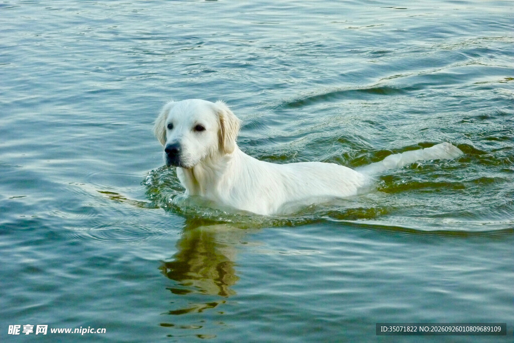 水中游泳的金毛犬
