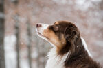 雪中抬头的牧羊犬