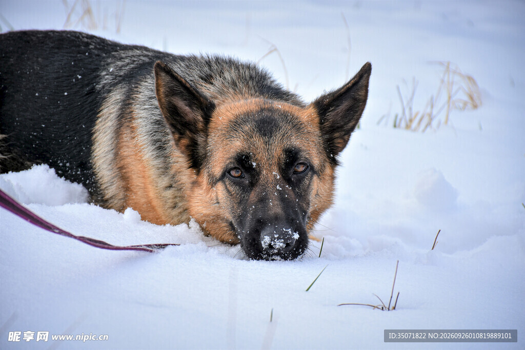 雪地休憩的德国牧羊犬