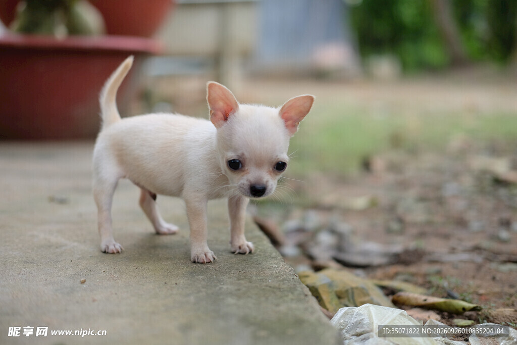 户外白色吉娃娃幼犬