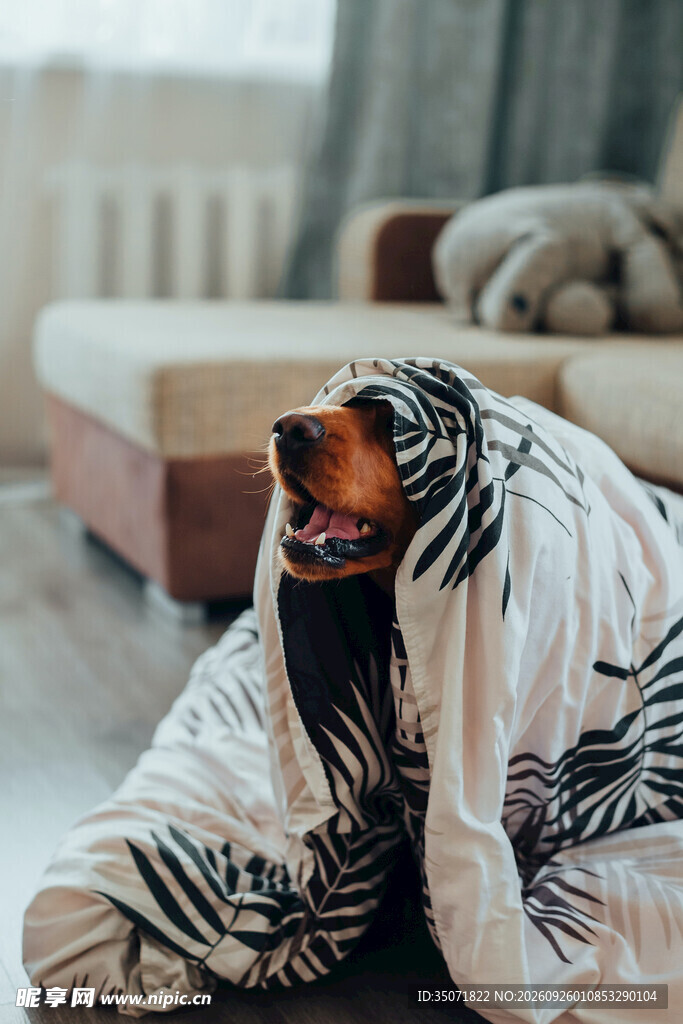 裹毯居家可爱萌犬