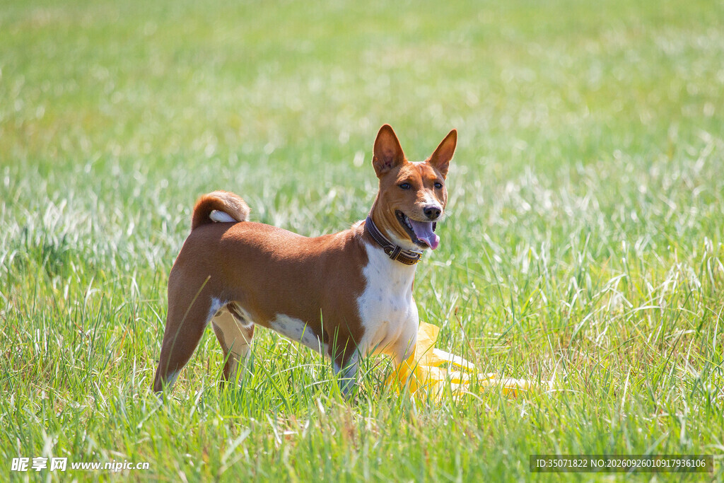 草地上的巴辛吉犬