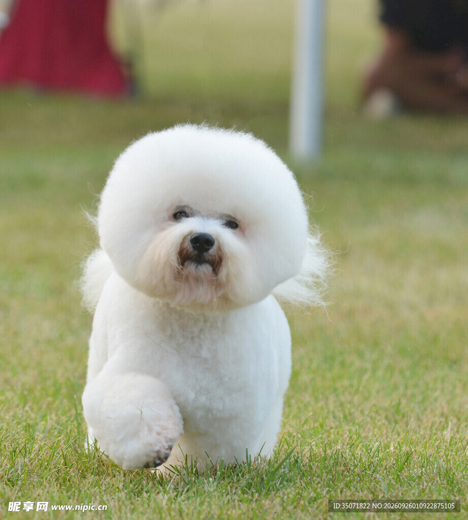 草地上奔跑的比熊犬