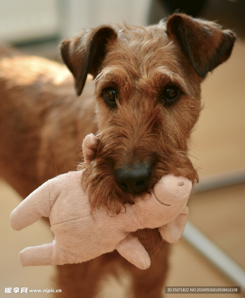 可爱梗犬叼毛绒玩具