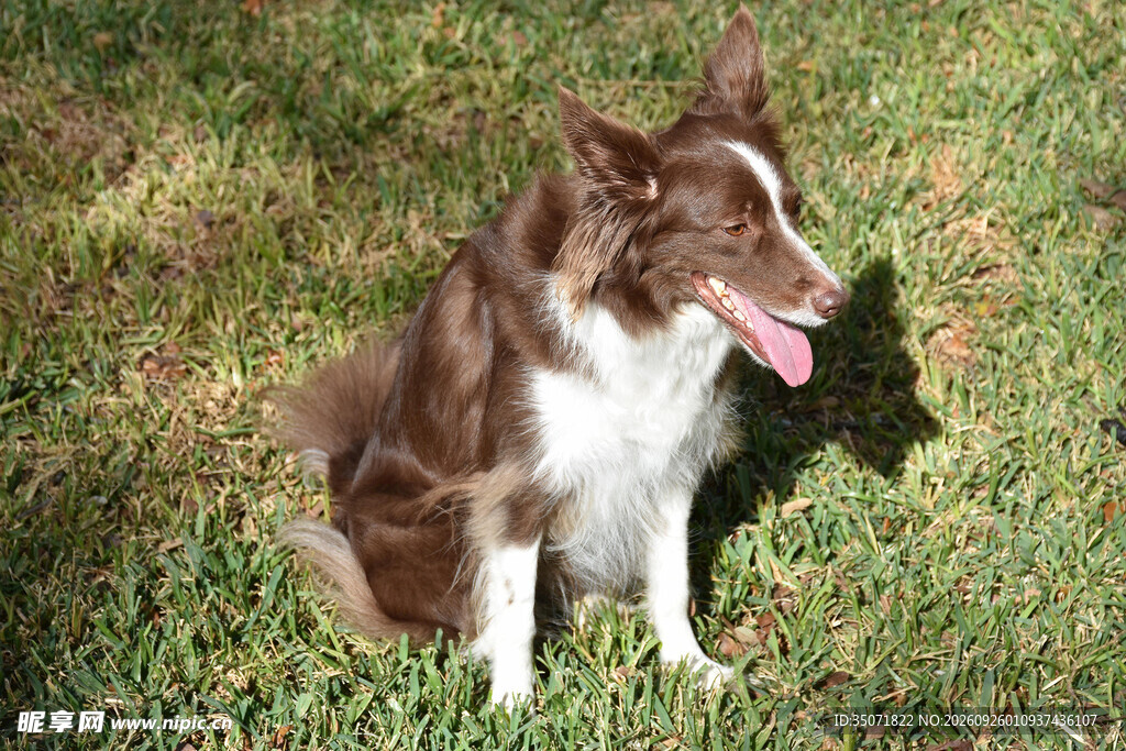 草坪上的棕白宠物犬