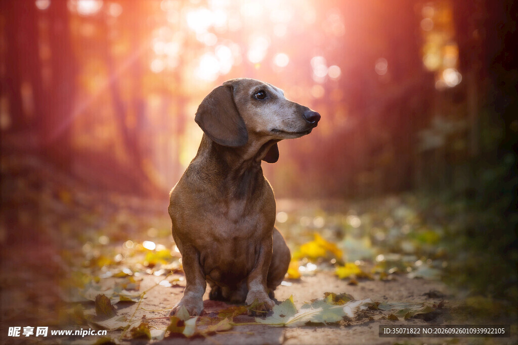 秋日林间腊肠犬