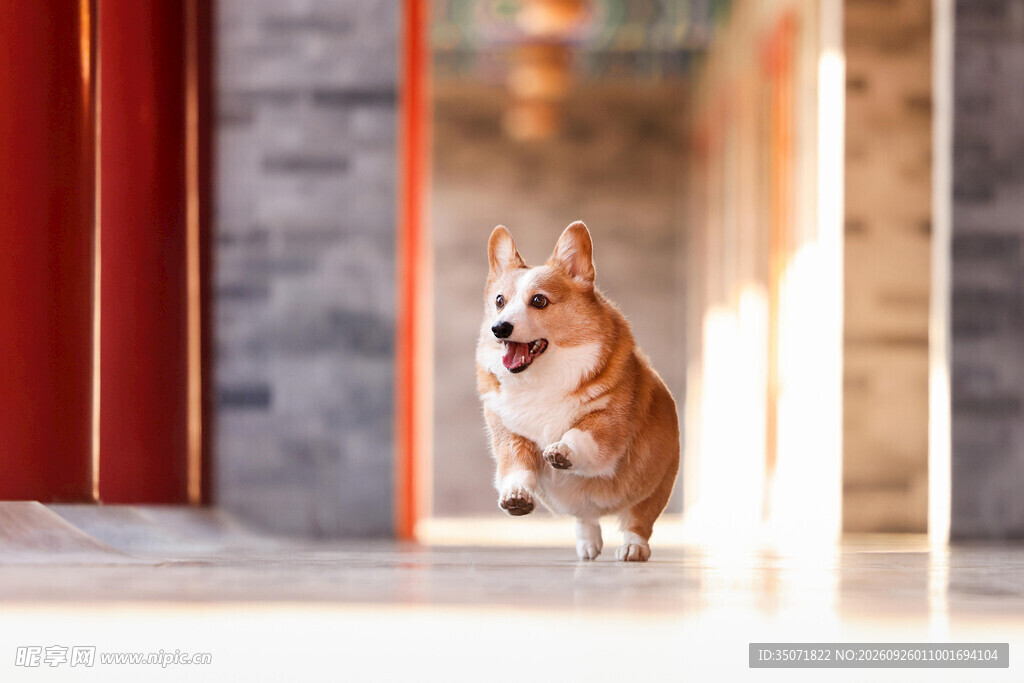 古建门前奔跑的柯基