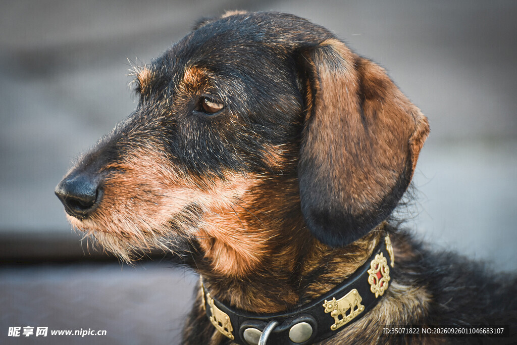 可爱腊肠犬侧颜特写