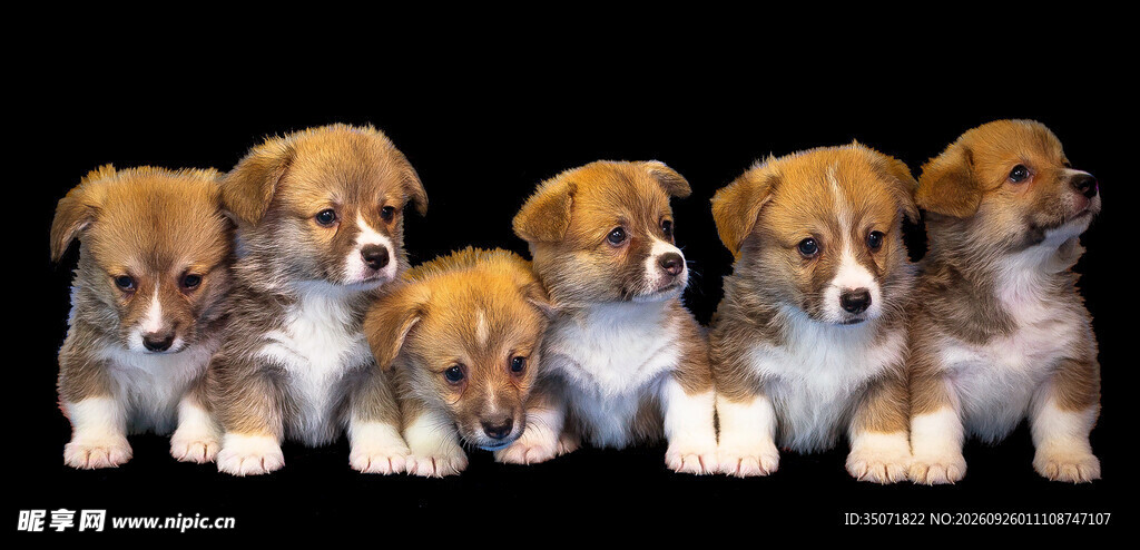 六只可爱幼犬合影